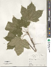 Image of Acer diabolicum