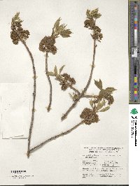 Acer diabolicum image