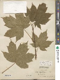 Acer diabolicum image