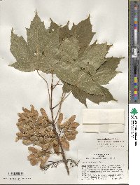 Acer diabolicum image