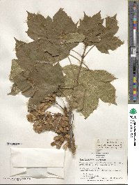 Acer diabolicum image