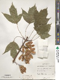 Acer diabolicum image