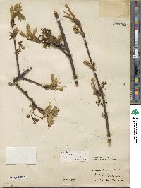 Acer diabolicum image