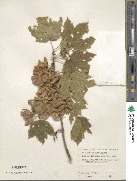 Acer diabolicum image