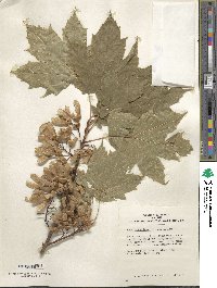 Acer diabolicum image