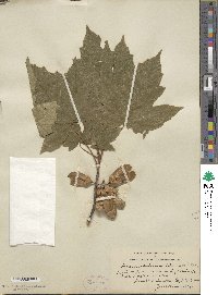 Acer diabolicum image