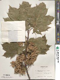 Acer diabolicum image