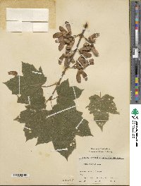 Acer diabolicum image