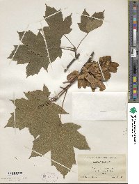 Acer diabolicum image