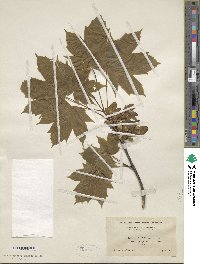 Acer diabolicum image