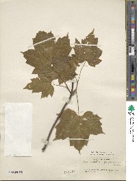 Acer diabolicum image