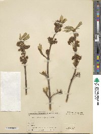 Acer diabolicum image