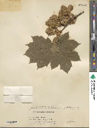 Acer diabolicum image