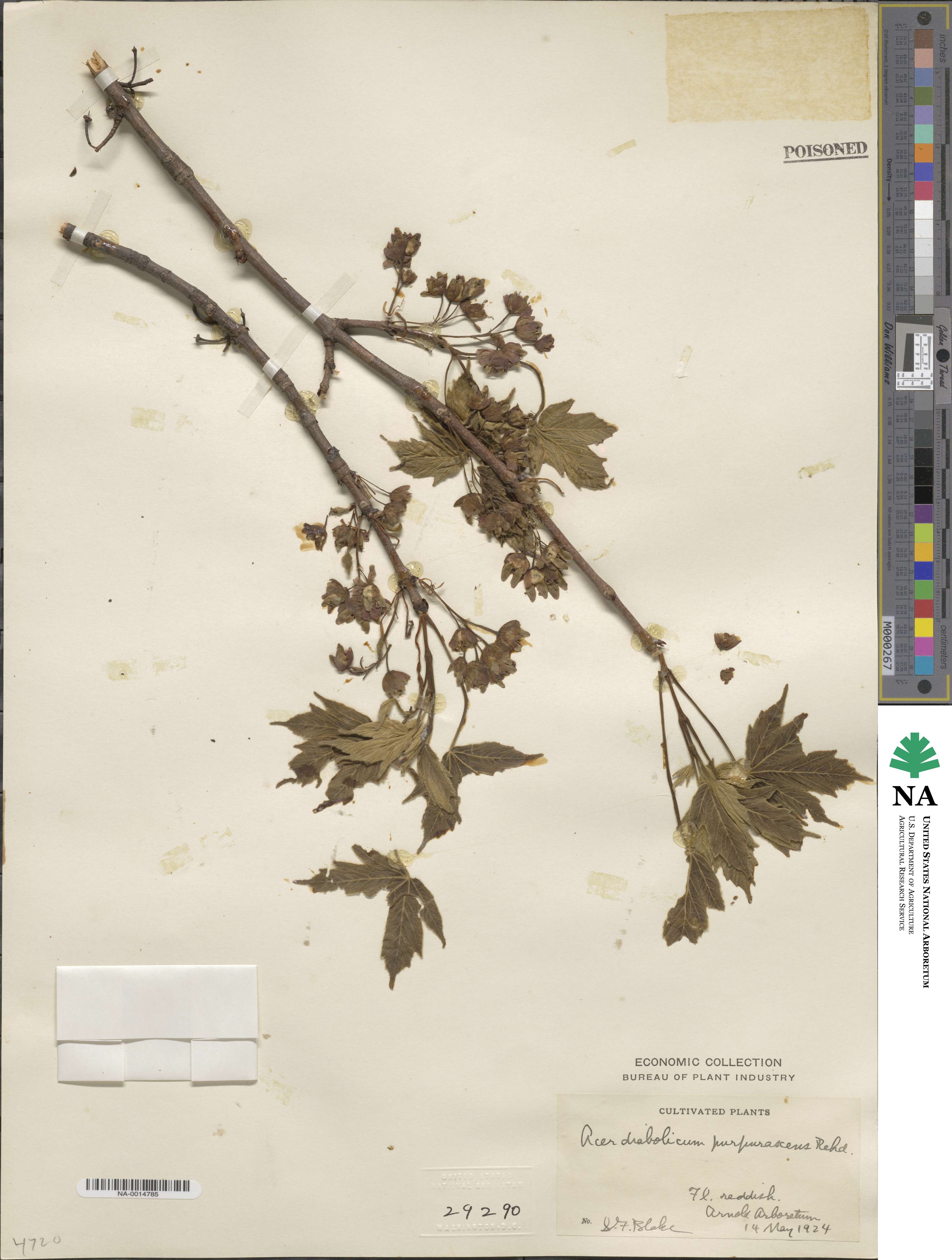 Acer diabolicum image