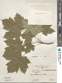 Acer diabolicum image