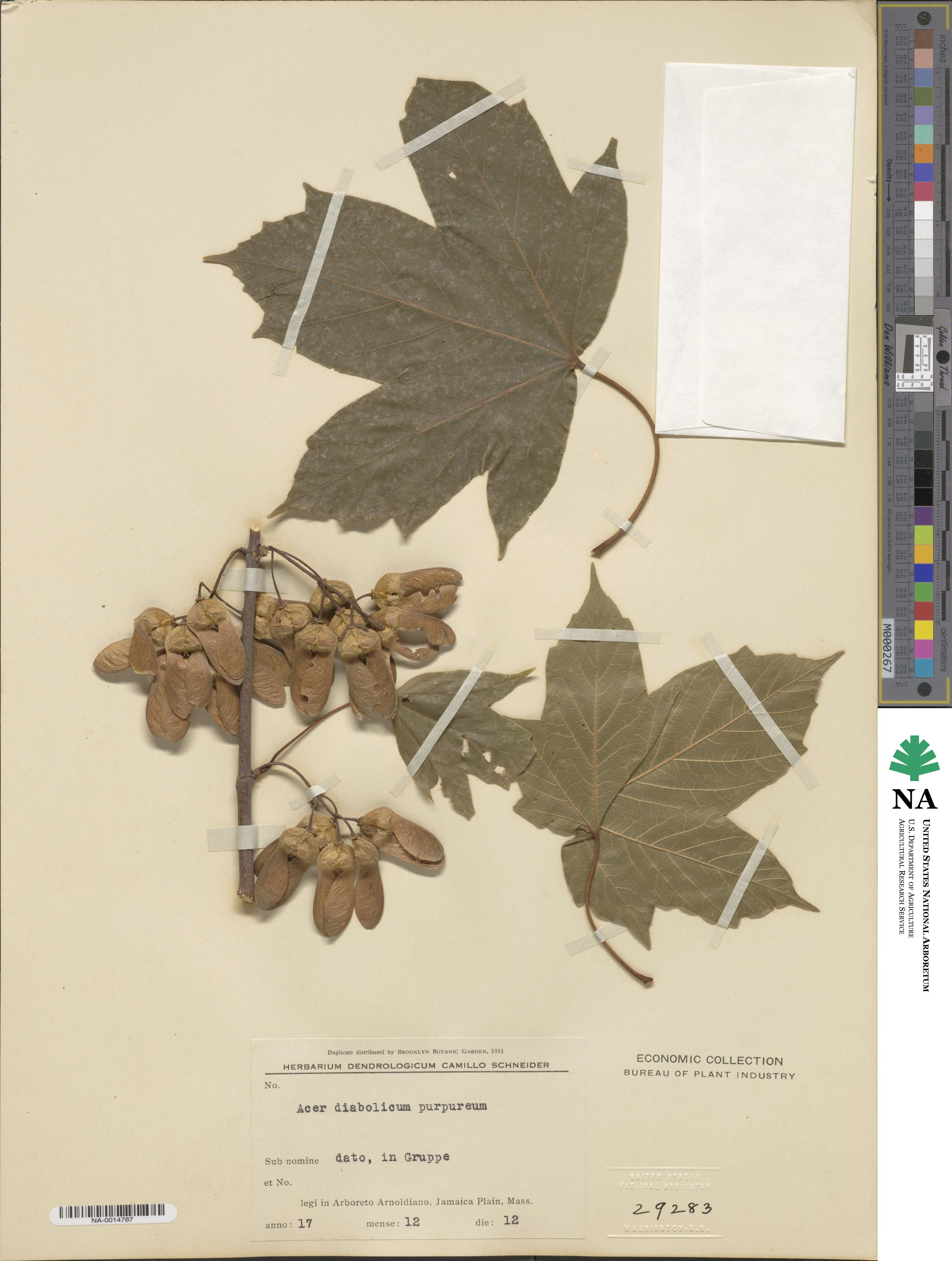 Acer diabolicum image