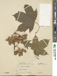 Acer diabolicum image