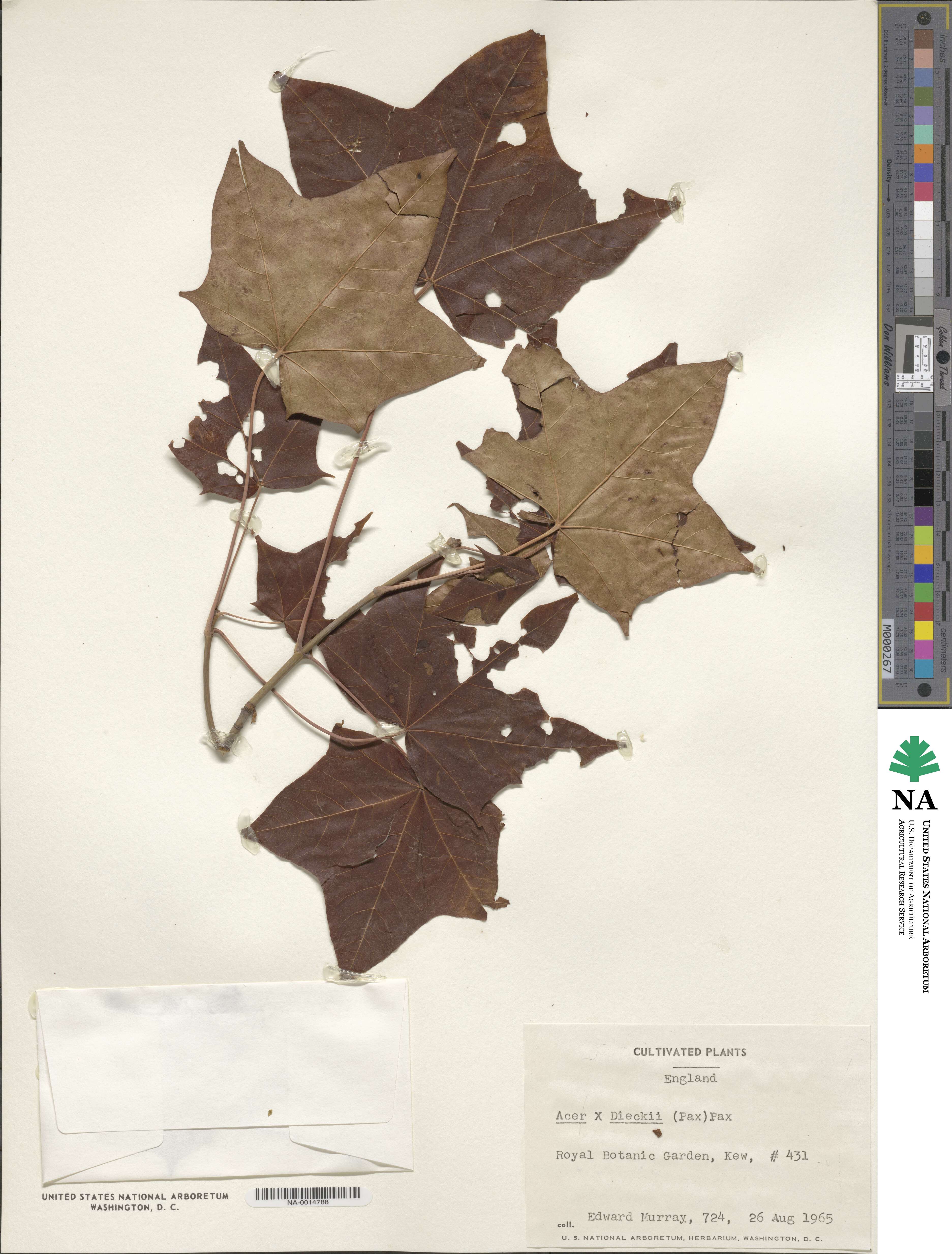 Acer platanoides image