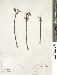 Acer platanoides image