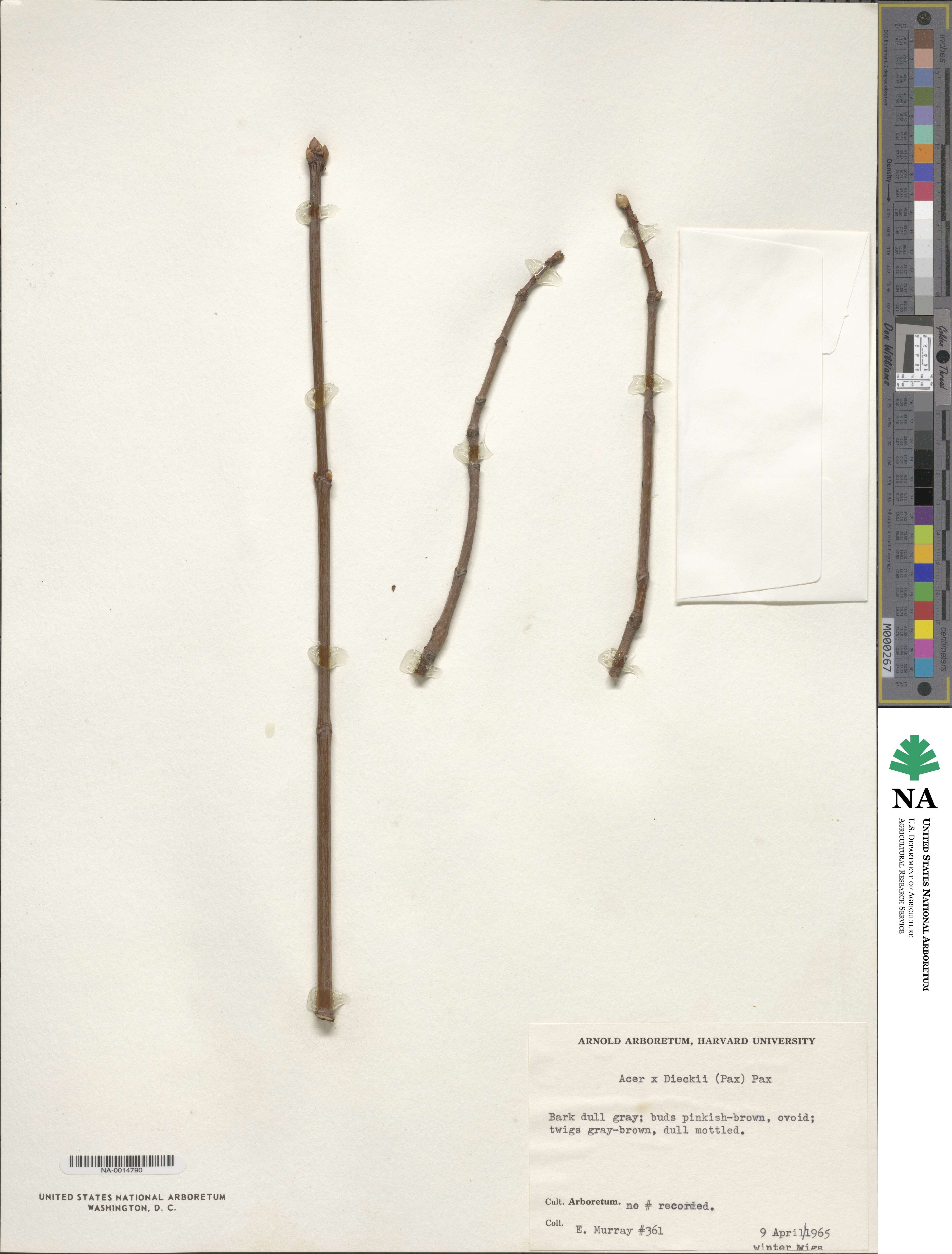 Acer platanoides image