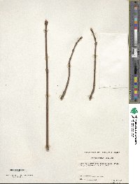 Acer platanoides image