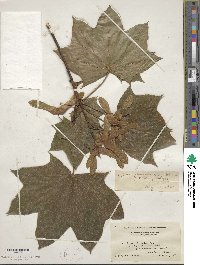 Acer platanoides image