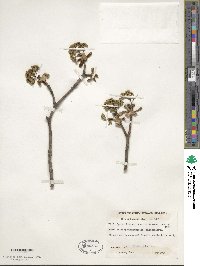 Acer platanoides image