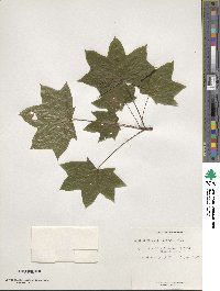 Acer platanoides image