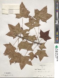 Acer platanoides image