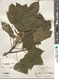 Acer platanoides image