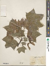 Acer platanoides image