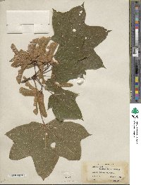 Acer platanoides image