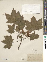 Acer platanoides image