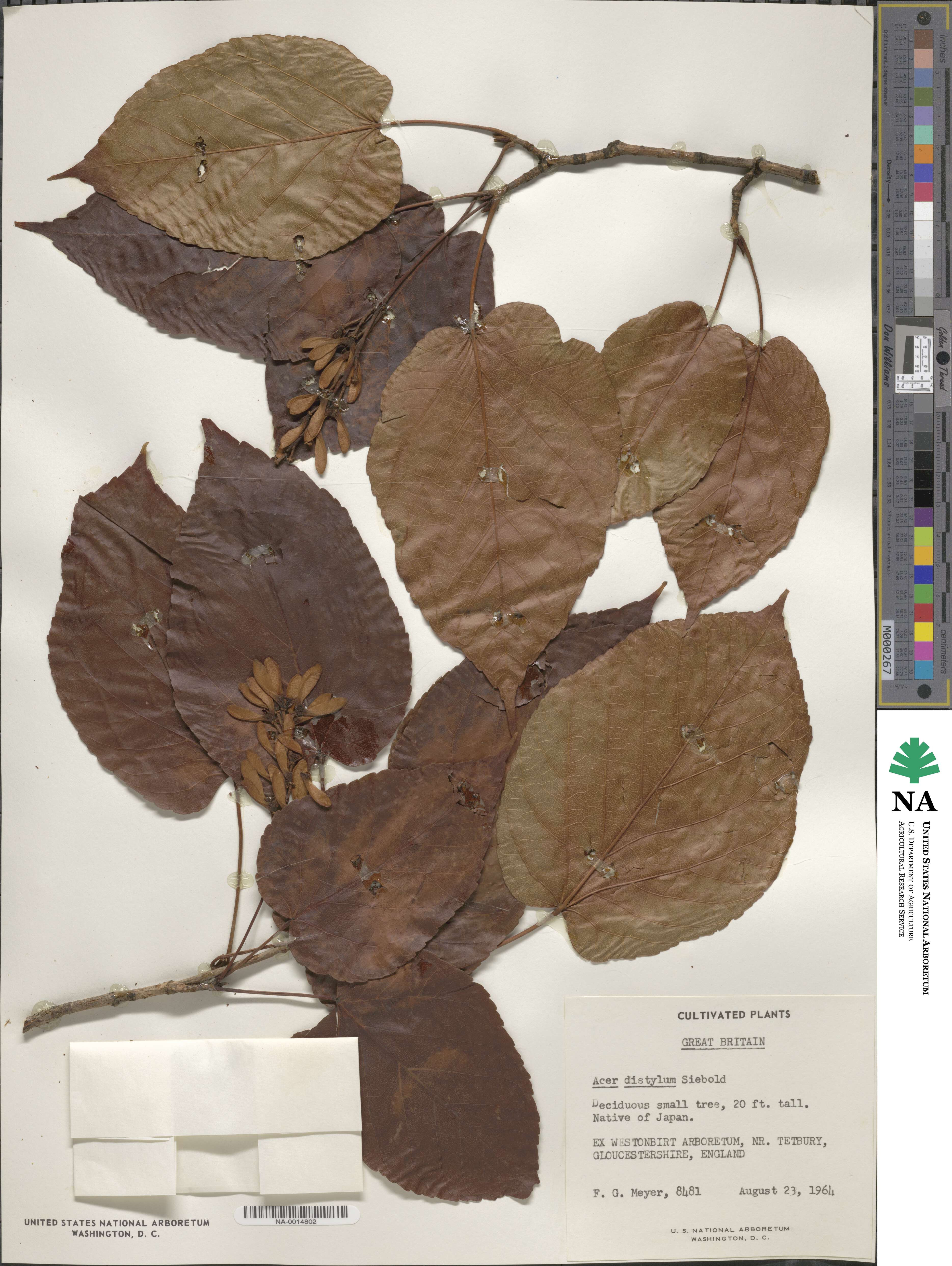 Acer distylum image