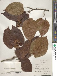 Acer distylum image