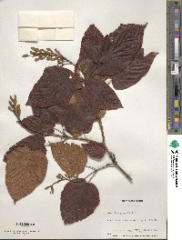 Acer distylum image