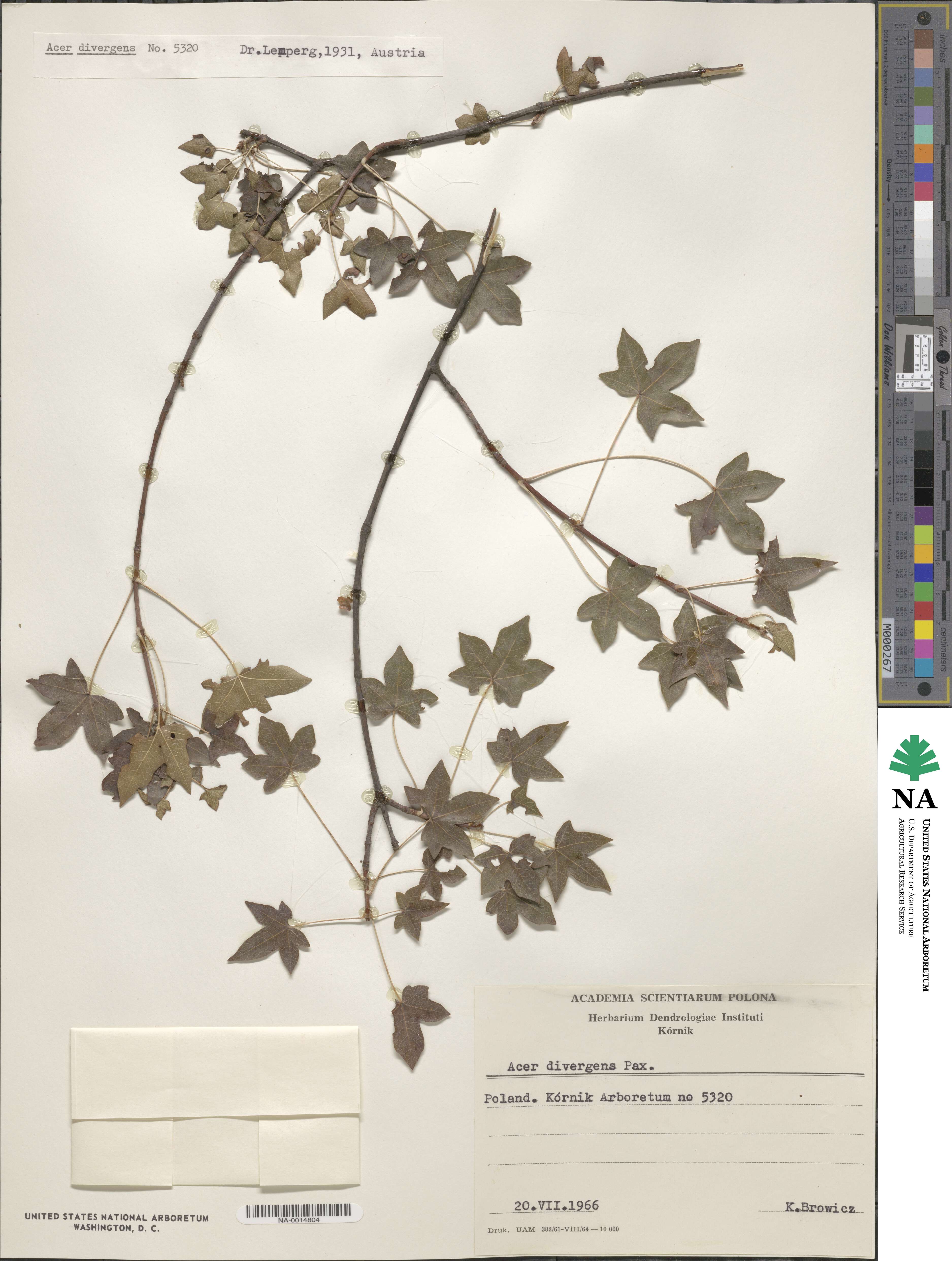 Acer cappadocicum subsp. divergens image