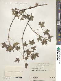 Acer cappadocicum image