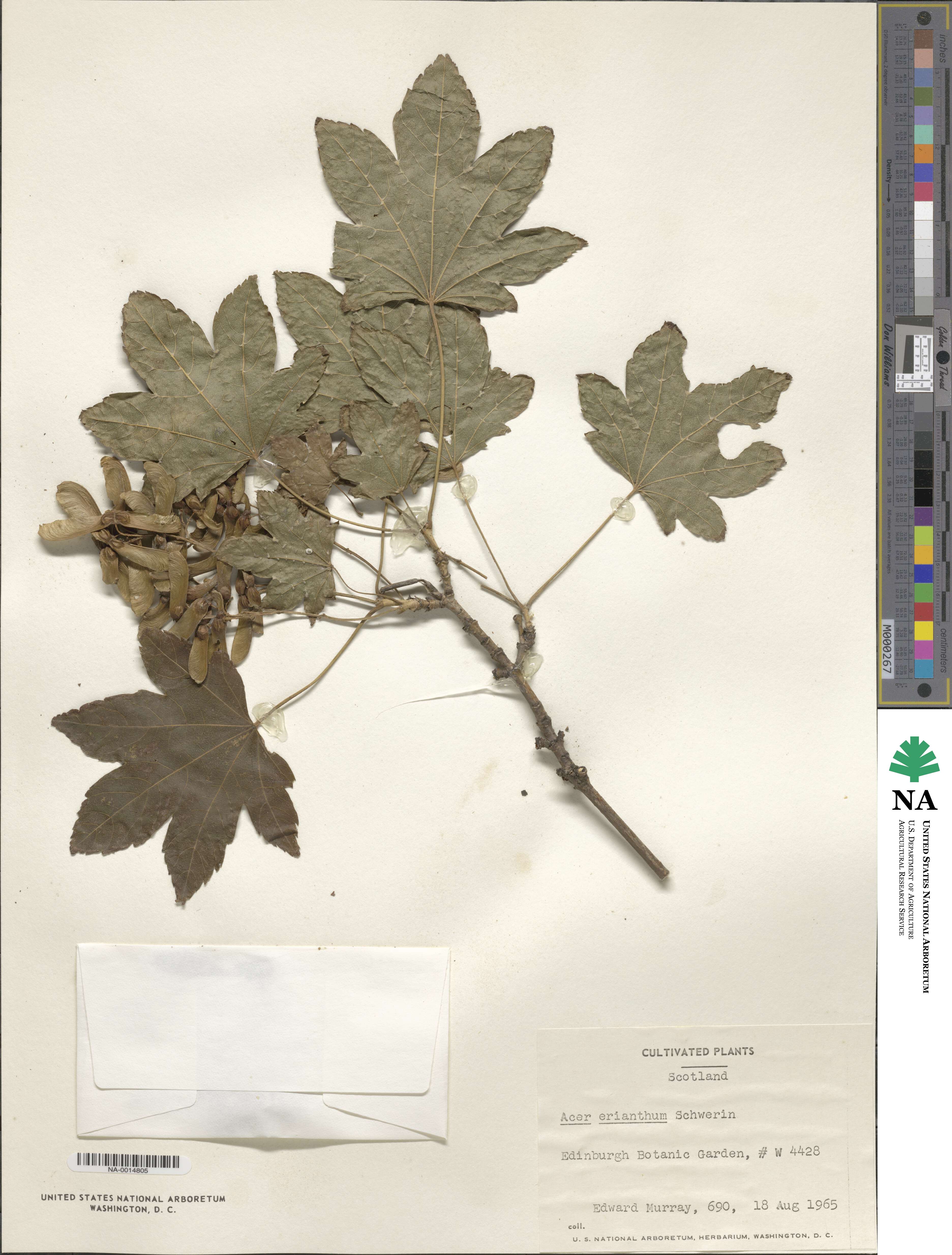 Acer erianthum image