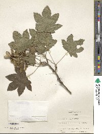 Acer erianthum image