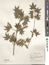 Acer erianthum image