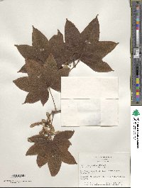 Acer campbellii image