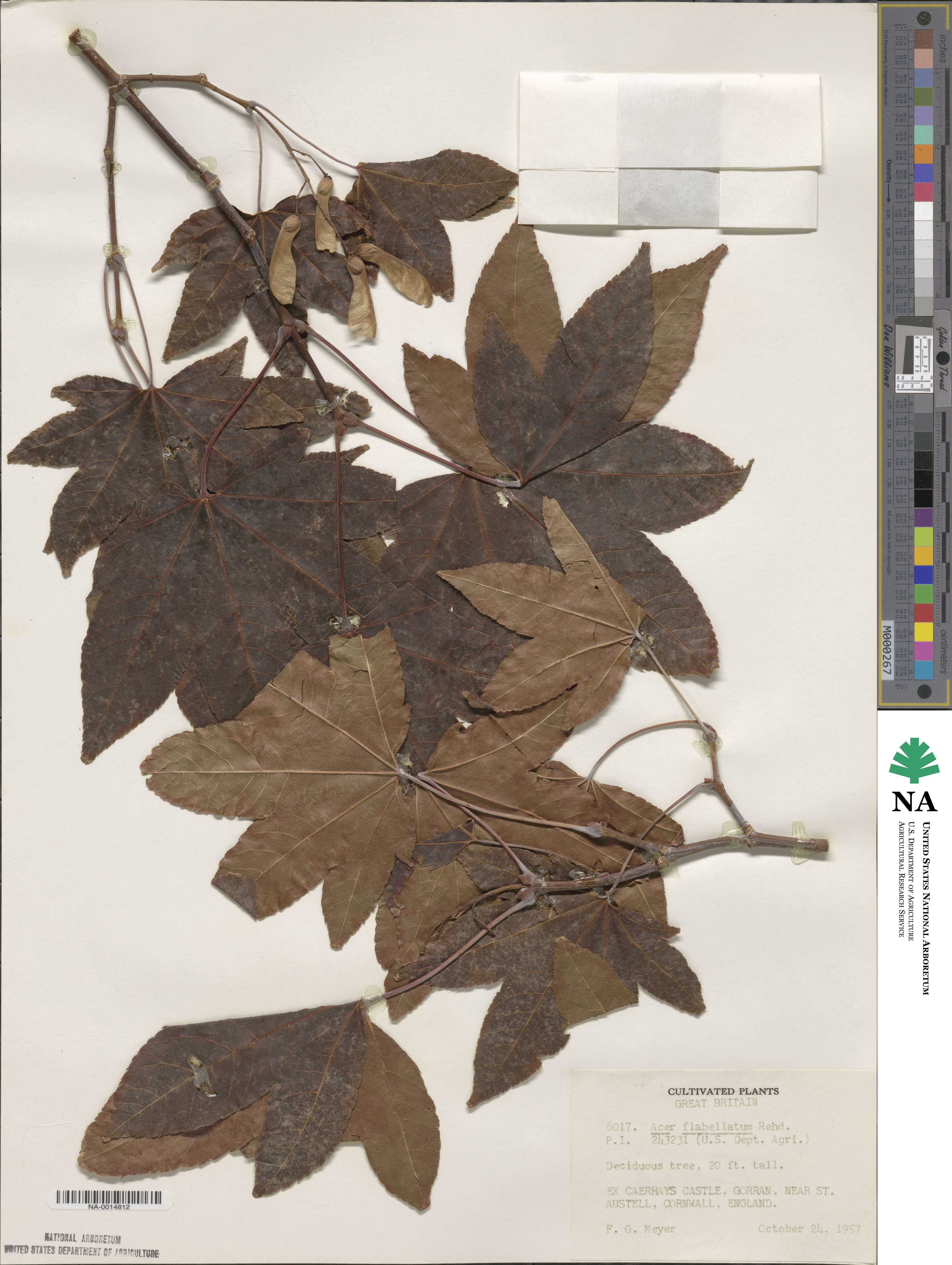 Acer campbellii image