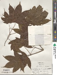 Acer campbellii image