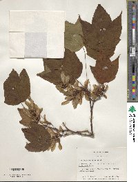 Image of Acer forrestii