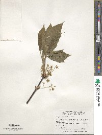 Acer sterculiaceum subsp. franchetii image