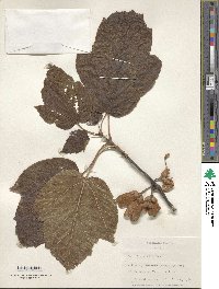 Acer sterculiaceum image