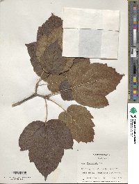 Acer sterculiaceum image