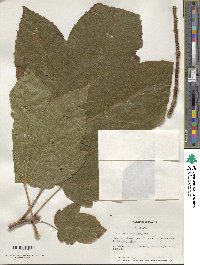 Acer sterculiaceum image