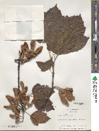 Acer sterculiaceum subsp. franchetii image